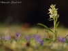 Dactylorhiza romana - 02.jpg